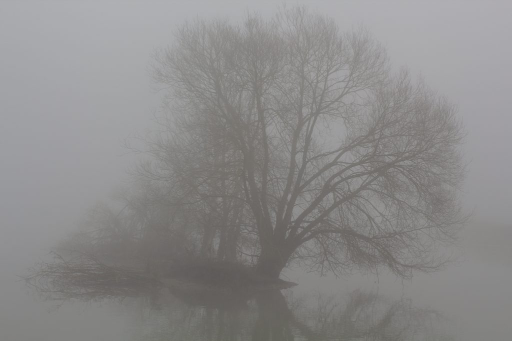 Baum Nebel 1